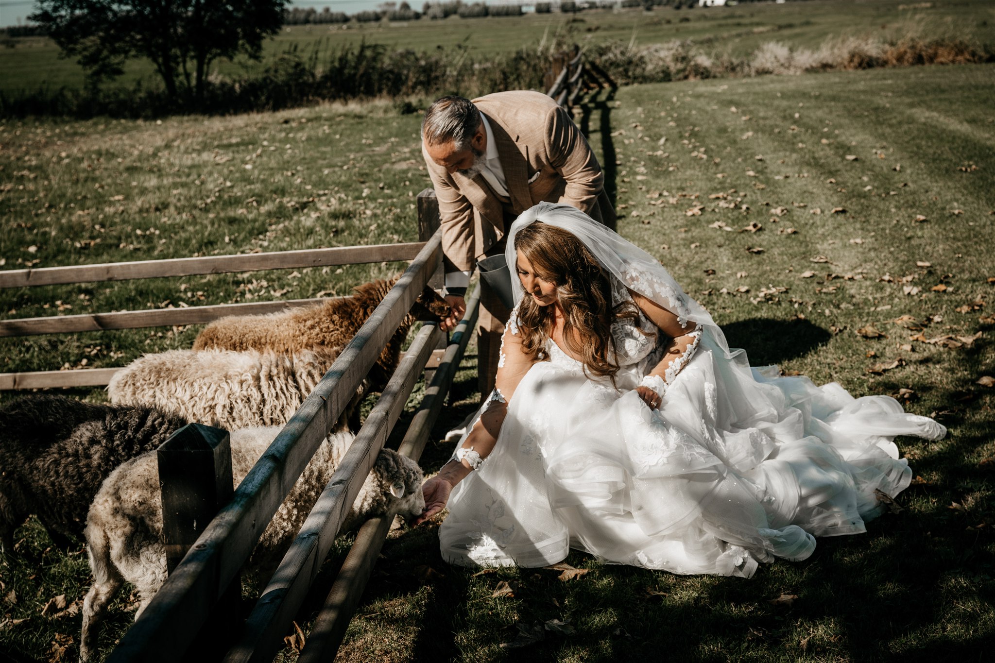 Bruidspaar-geven-schapen-eten
